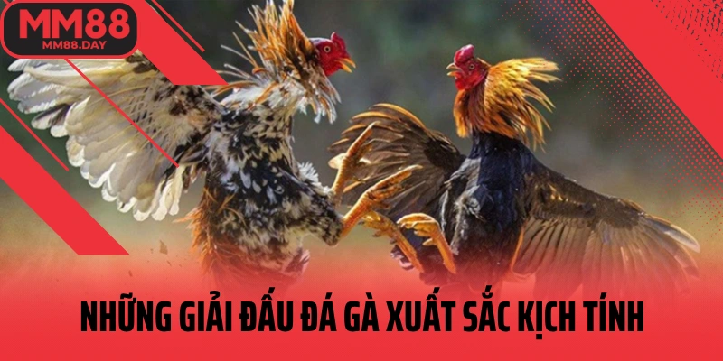 nhung-giai-dau-ga-xuat-sac-kich-tinh